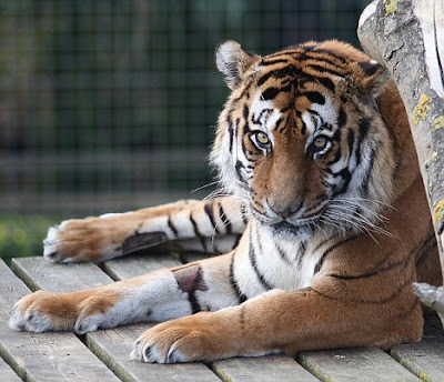 zoo park næstved escort ørestad zoo park næstved escort ørestad
